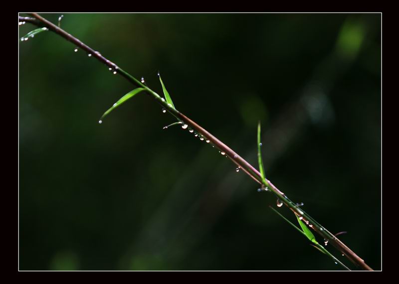 小草 摄影 ykxxp