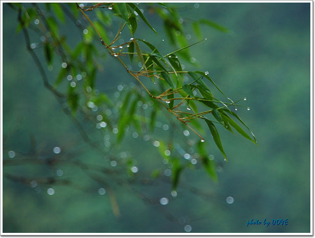 雨后 摄影 fraternite