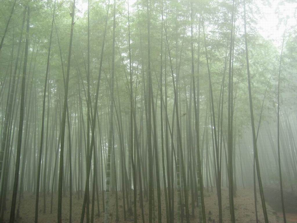 细雨中的竹海 摄影 富贵楼下