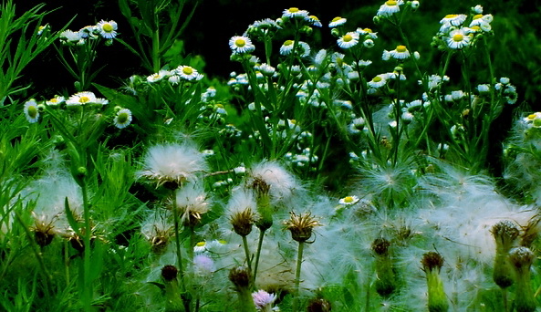 花开花落 摄影 小琳琳