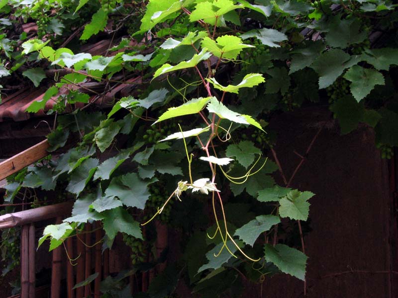 无题 摄影 稼宝