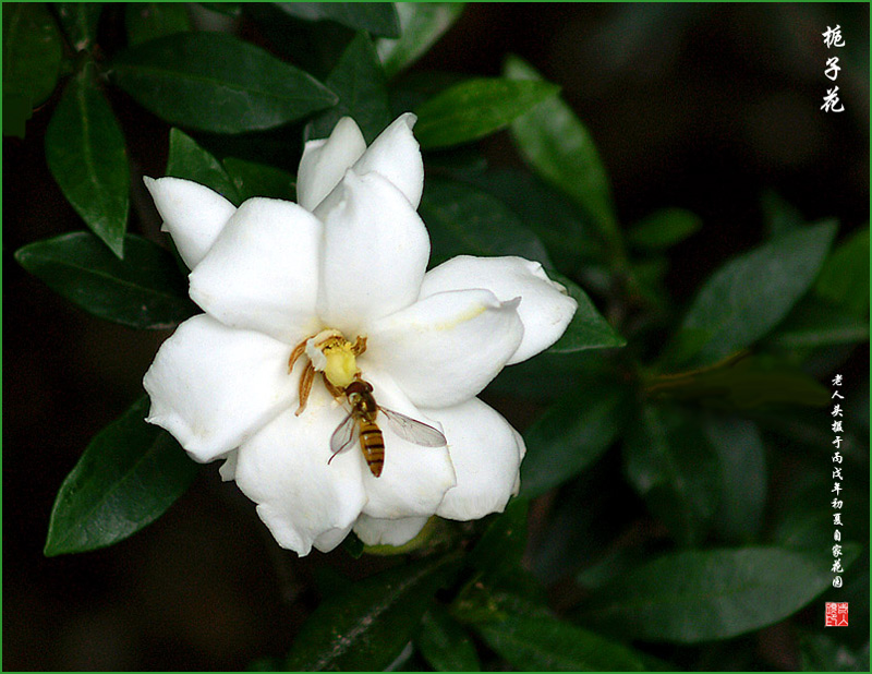 《栀子花》 摄影 老人头