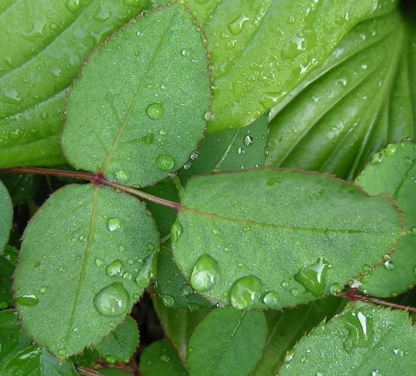 雨露滋润 摄影 绿叶集