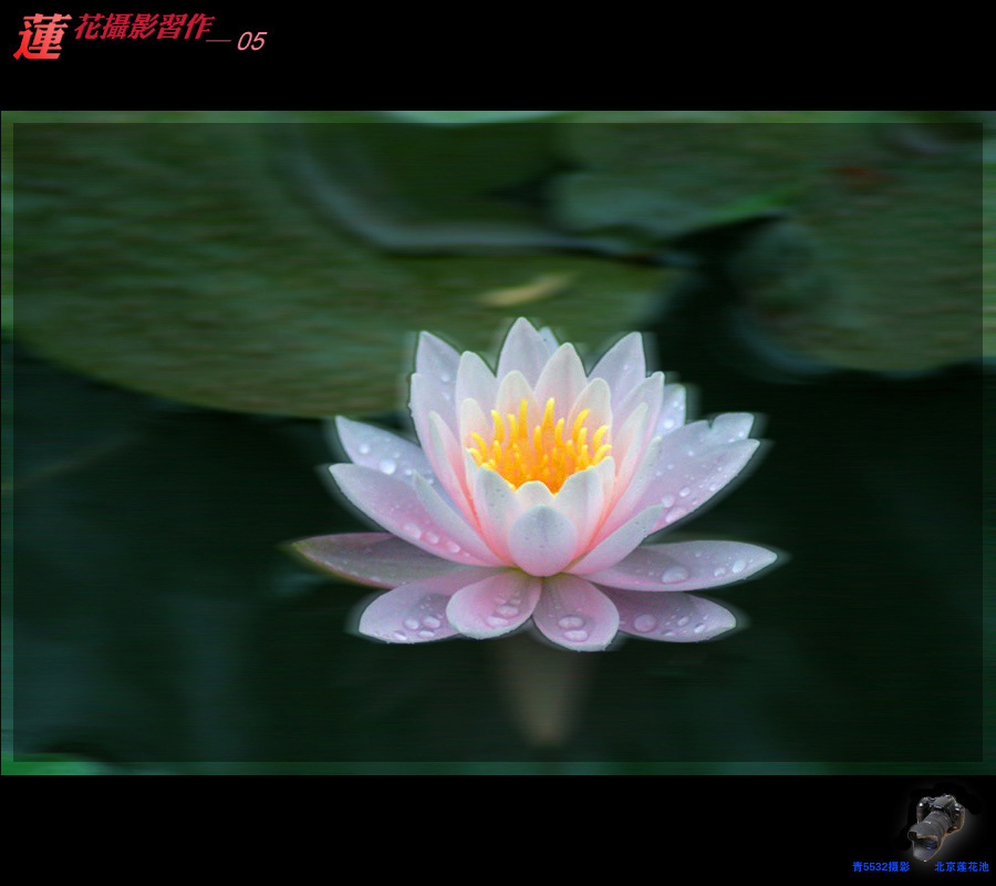 莲花-05 摄影 青5532