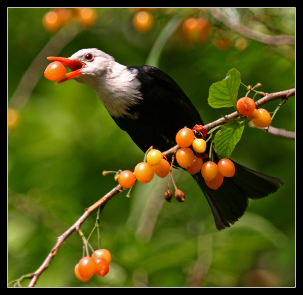 黑短脚鹎 摄影 pigeon