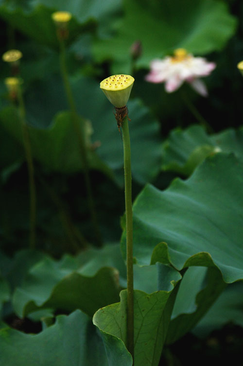 莲 摄影 小敬