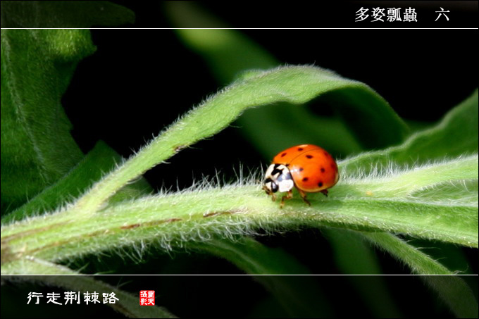 行走荆棘路［瓢虫］ 摄影 lant