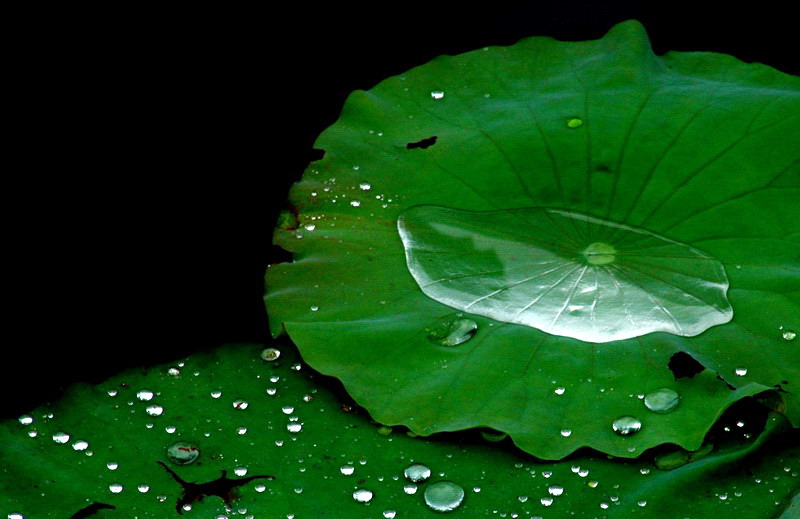 雨后 摄影 柠檬棒棒糖