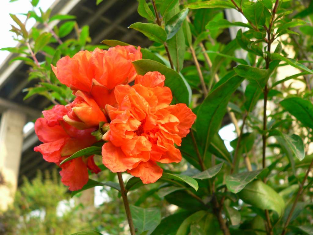 花 摄影 圆圆妹