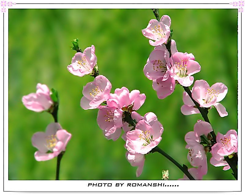 桃花季节 摄影 romanshi