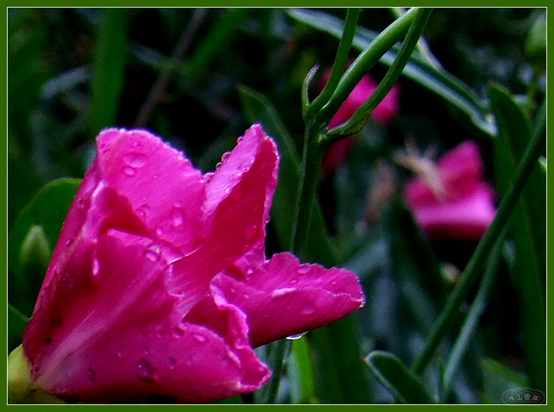 雨打牵牛花 摄影 冰山雪莲