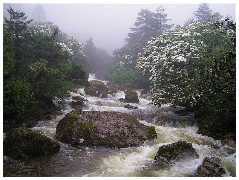 轿子雪山花溪 摄影 乌鸦呱呱