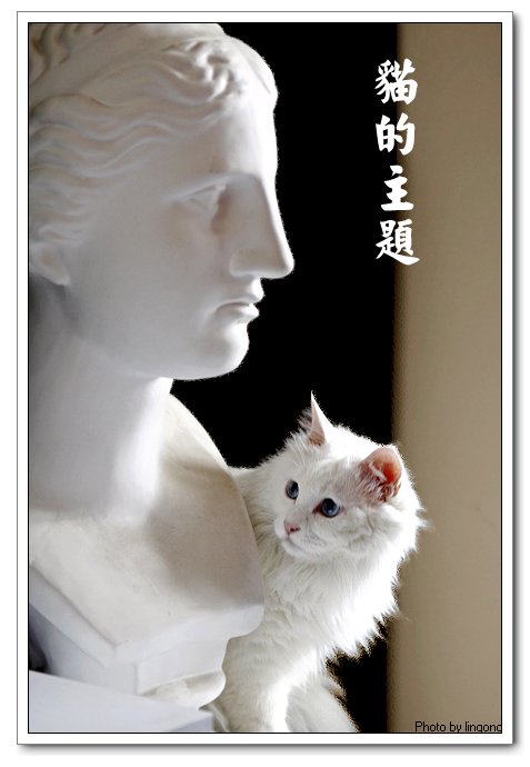 猫的主题... 摄影 linqong