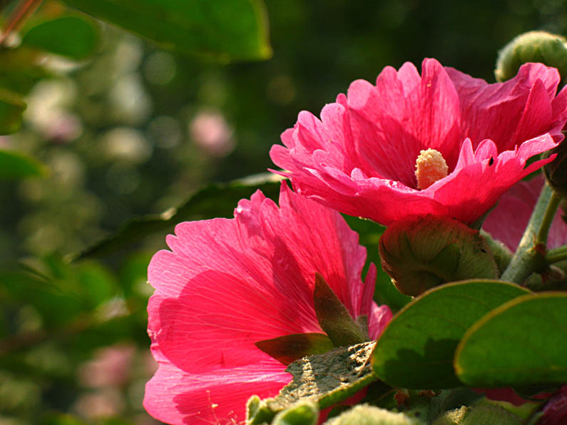 花卉 摄影 摄映沂蒙