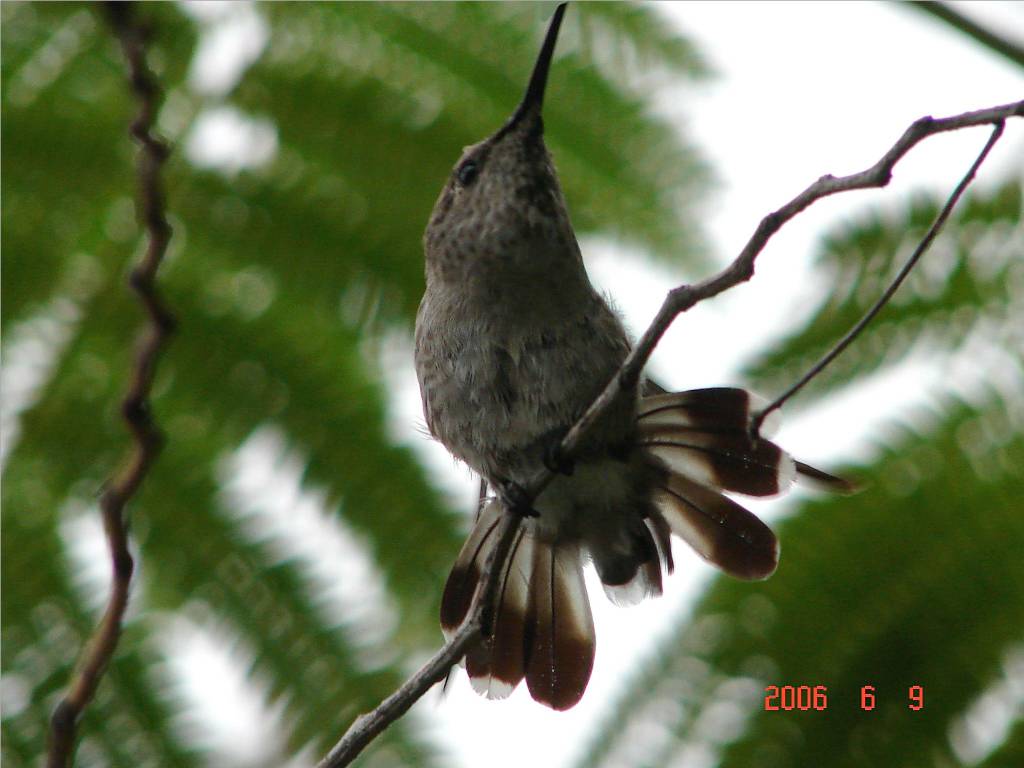 bird 摄影 fengsheng