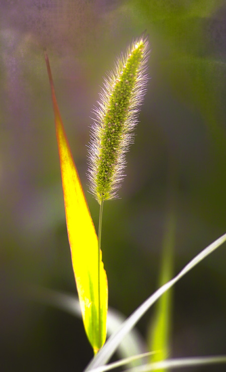 花卉 摄影 huaying