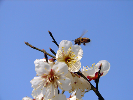 花吻 摄影 小黑龙