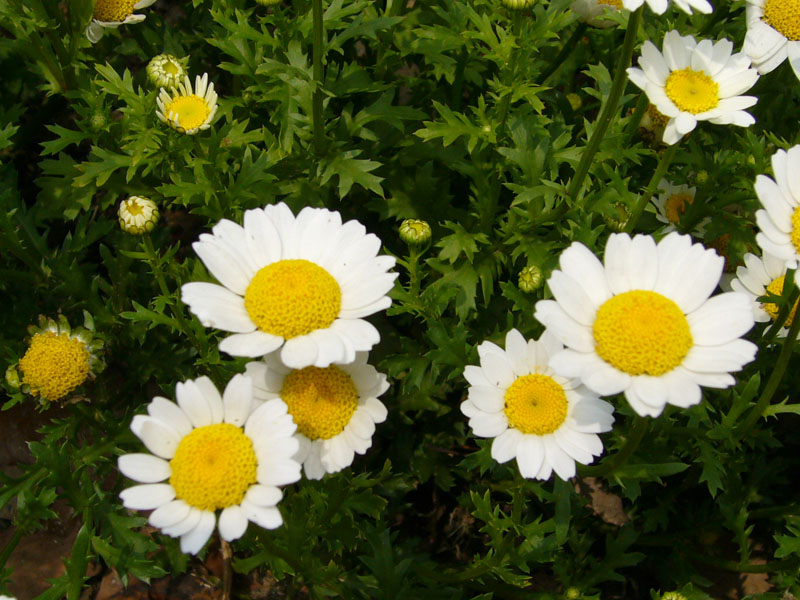 花草 摄影 尼尼