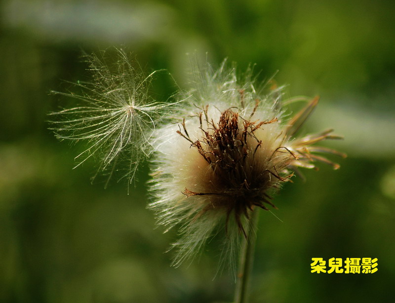 我要飞翔..... 摄影 雪莲朵儿