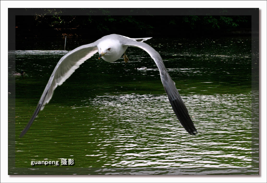 飞翔 摄影 guanpeng