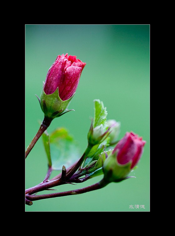 花蕾 摄影 淡淡红颜