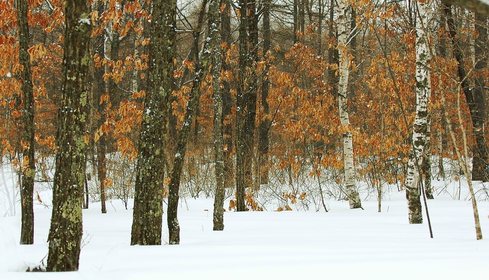 大兴安岭的雪景 摄影 子涵姐