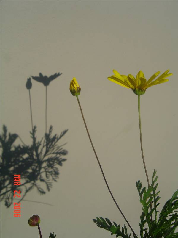 flower-004 摄影 fengsheng