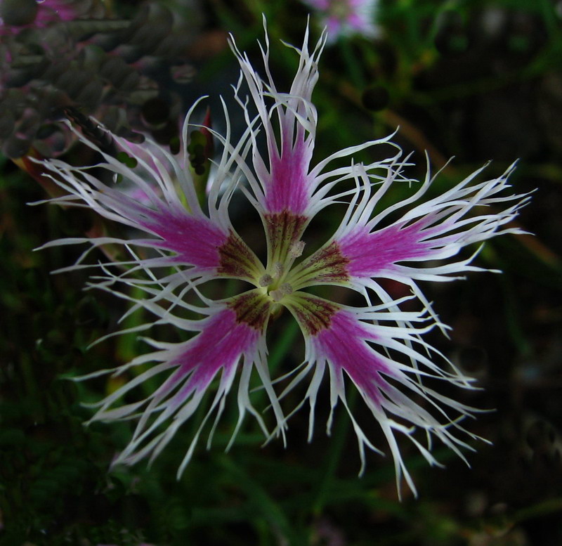 路边小花 摄影 fazhou