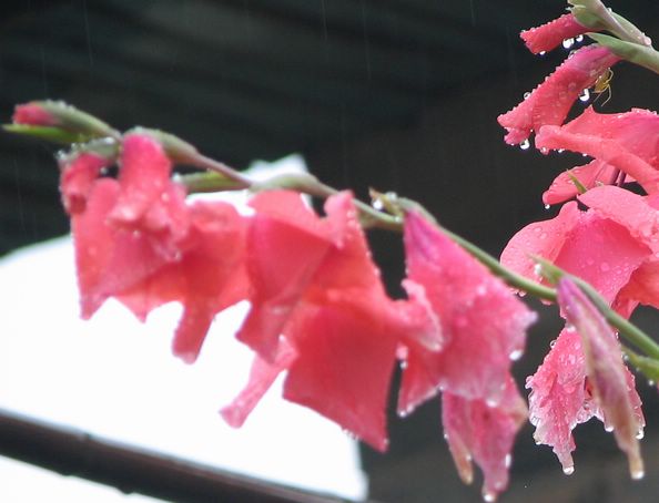 雨后 摄影 武夷居士