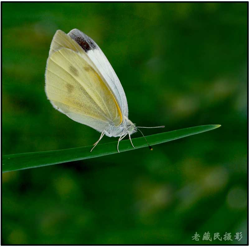 蛾 摄影 老藏民