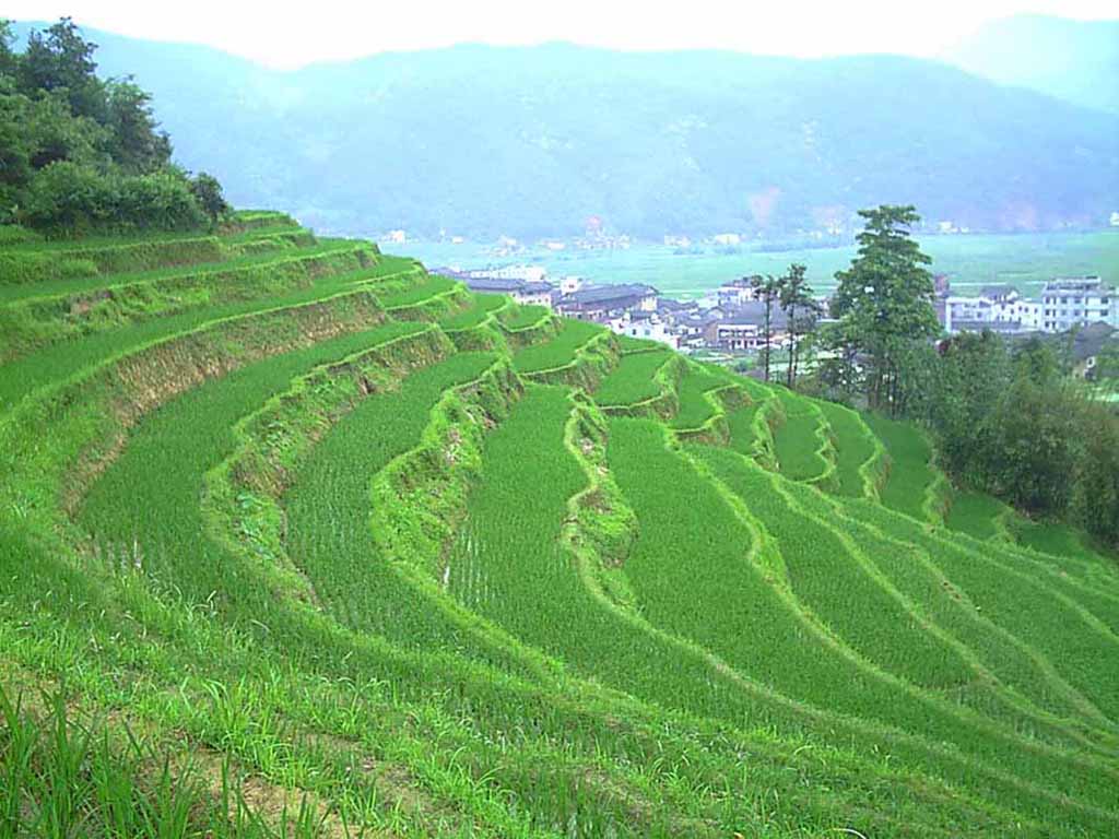 希望的田野 摄影 海祥