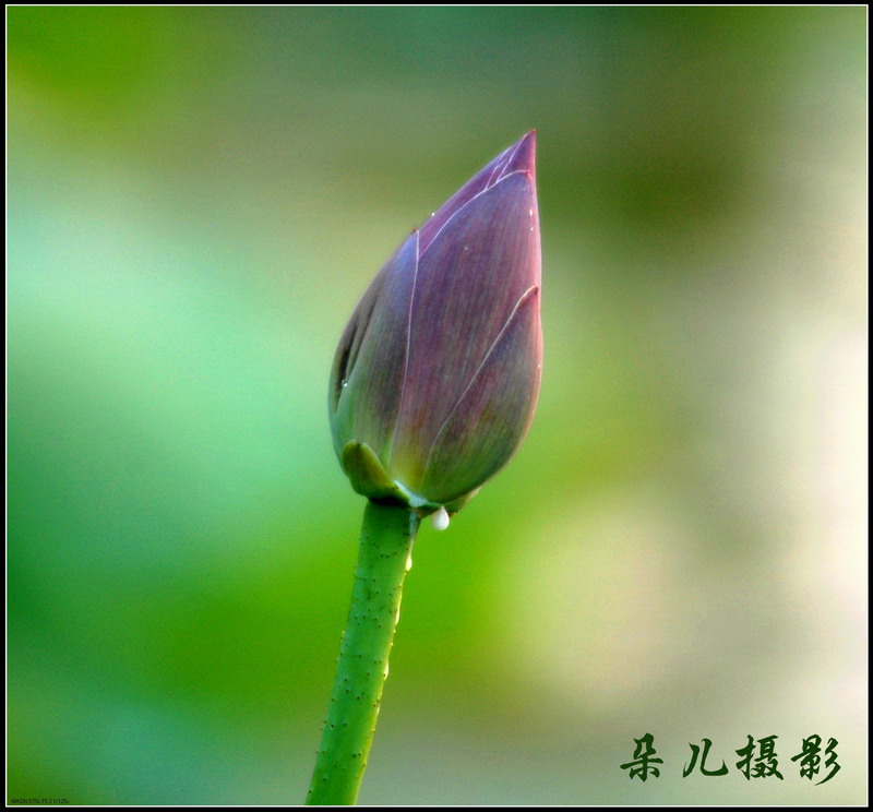 荷花泪 摄影 雪莲朵儿