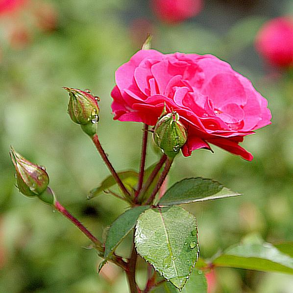 月季花 摄影 月季花