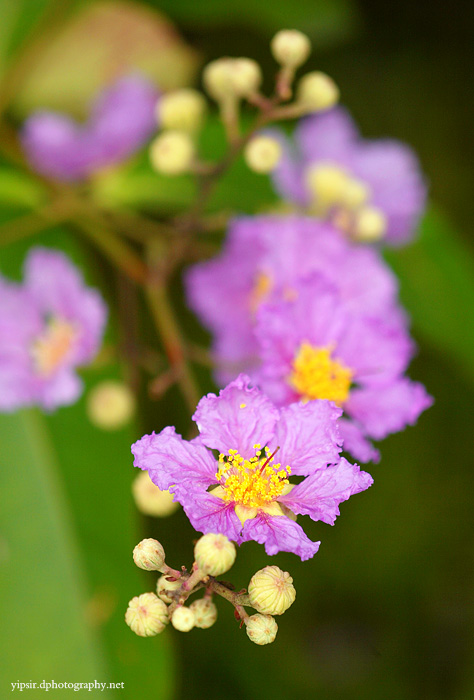 紫微花 摄影 yipsir