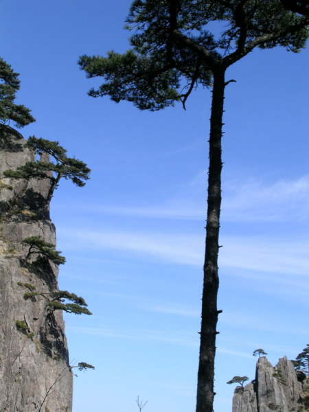 岩畔松挺栋梁材 摄影 东方一耳