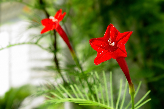 茑萝花01 摄影 老AO