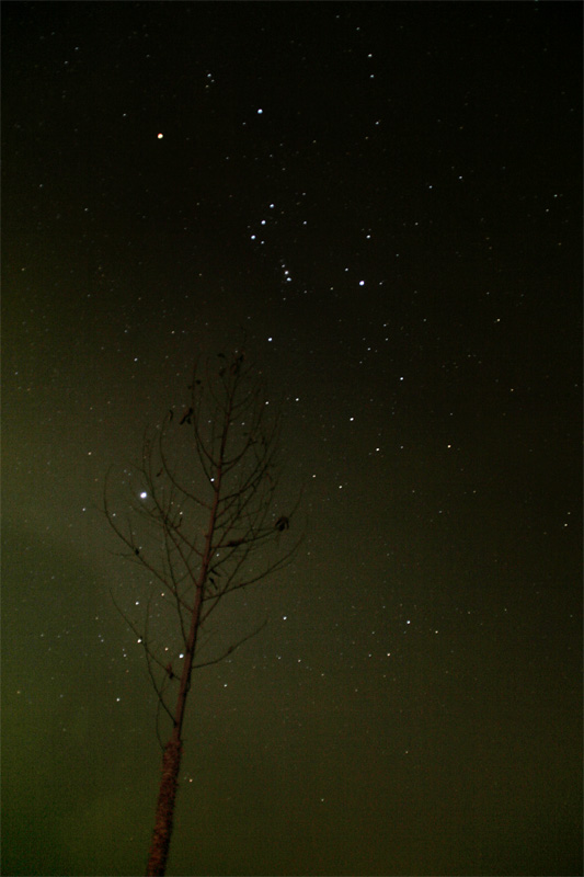 树上星空 摄影 白檀