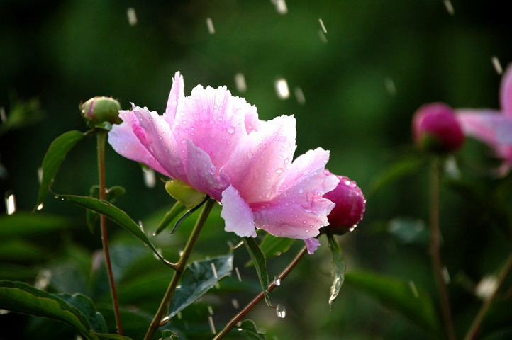 经历风雨 摄影 阿呆阿瓜