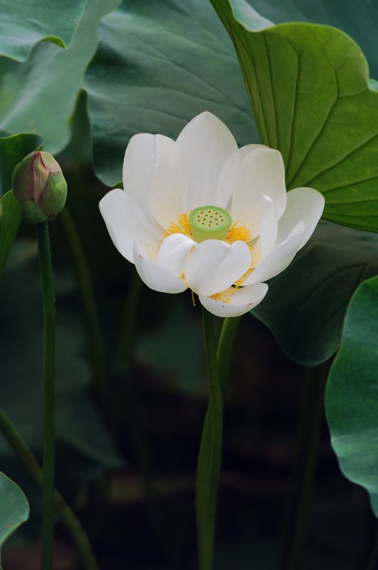 荷 摄影 风平