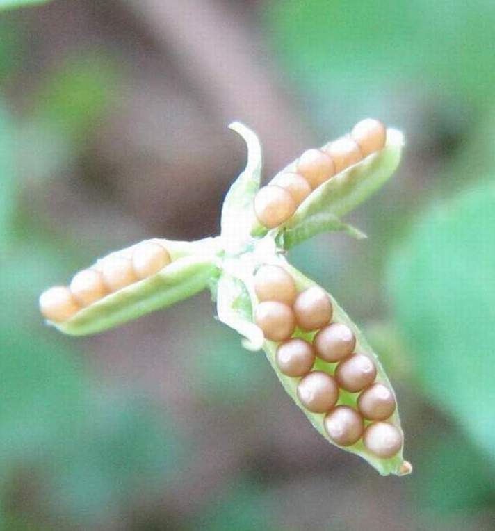 子孙满膛 摄影 伯劳