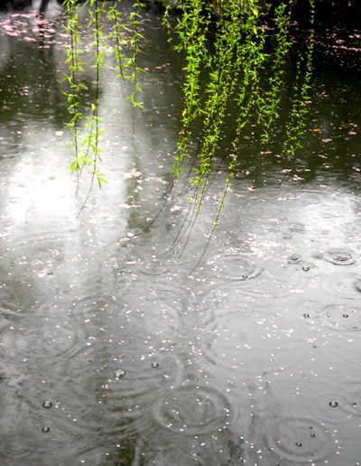 春风拂柳花瓣雨 摄影 无弦之音