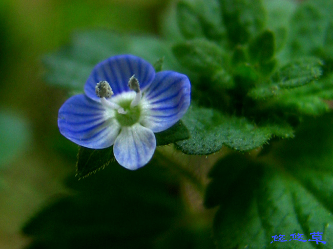 兰色小花 摄影 悠悠草