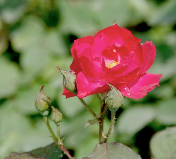 月季花 摄影 月季花