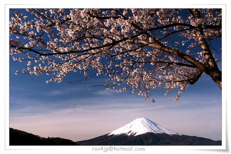 樱花和富士 摄影 fujiyama