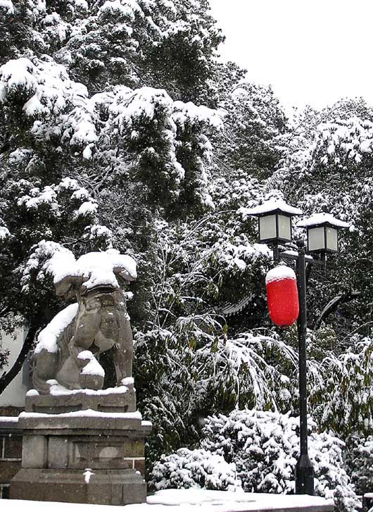 好想念冬天的雪花 摄影 余羊