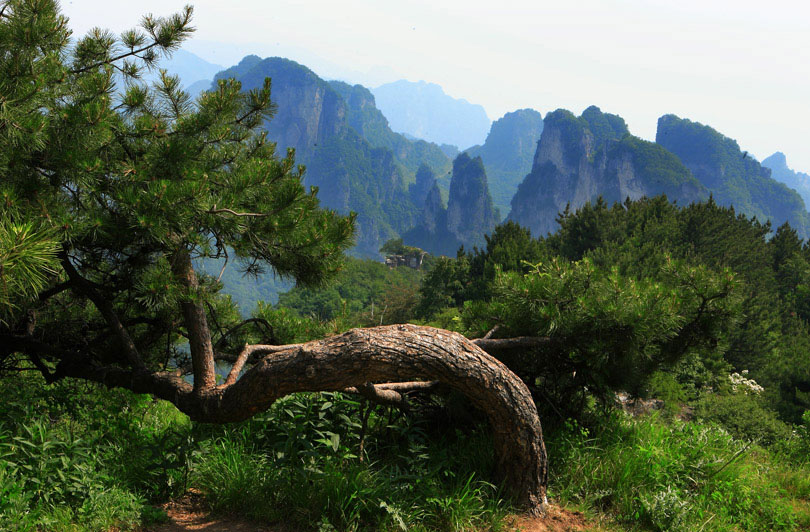 王莽岭 摄影 forestphoto