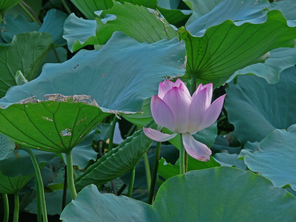 还是荷花 摄影 xiacong