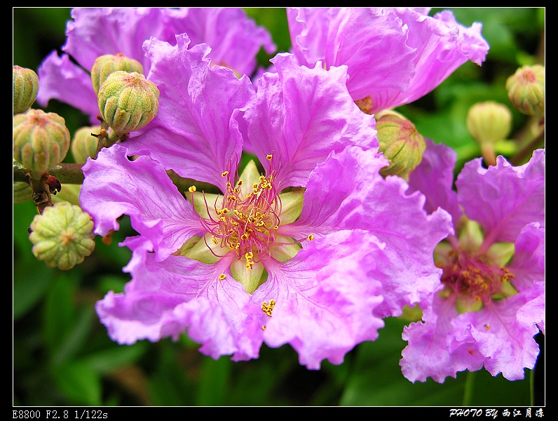 花团锦簇 摄影 西江月凉