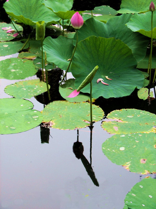 夏日荷花之一 摄影 fazhou