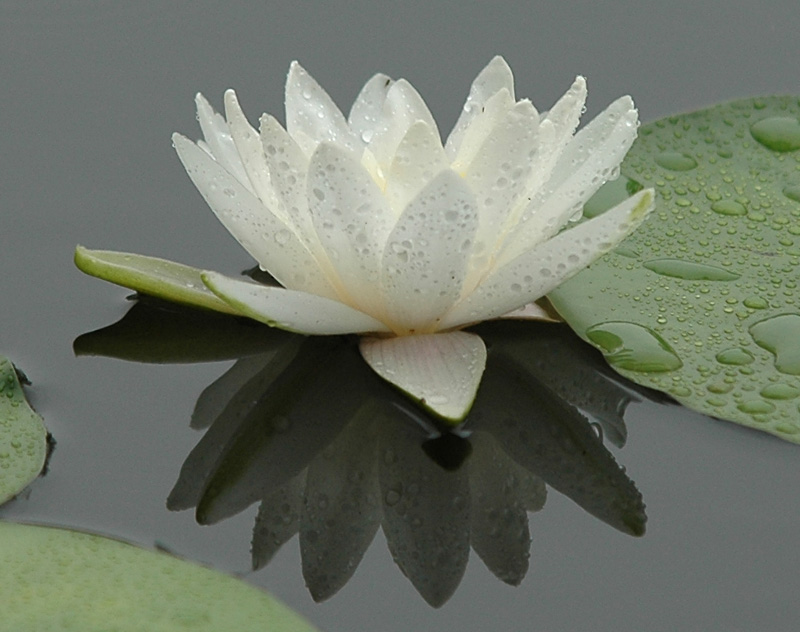 雨中荷花 摄影 chengcn001